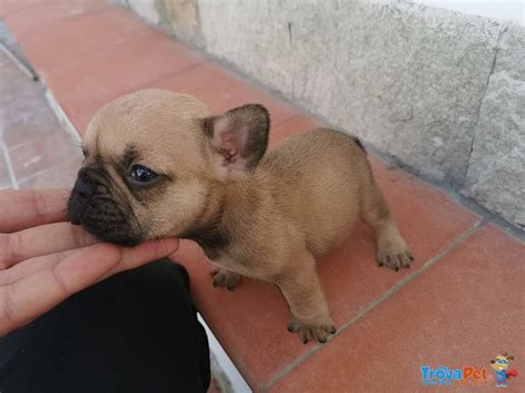 Cuccioli di Bulldog Francese in vendita a Palermo (PA)