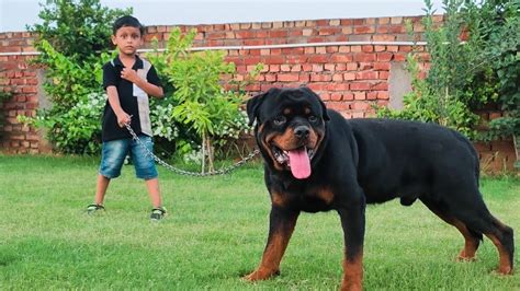 rottweiler dog attack video | can rottweiler attack his owner all ...