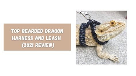 Top Bearded Dragon Harness and Leash - The Kitty Expert