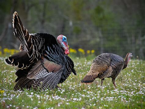 Wild Turkey Desktop Backgrounds