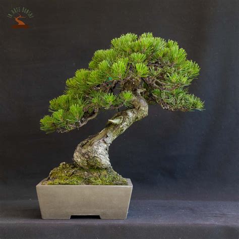 Pinus mugo, Bonsaï extérieur | IAB_0404 | In Arte Bonsai