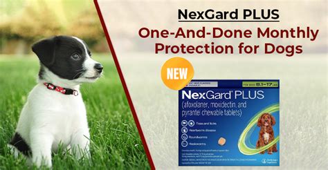 NexGard PLUS: One-And-Done Monthly Protection for Dogs - BudgetVetCare Blog