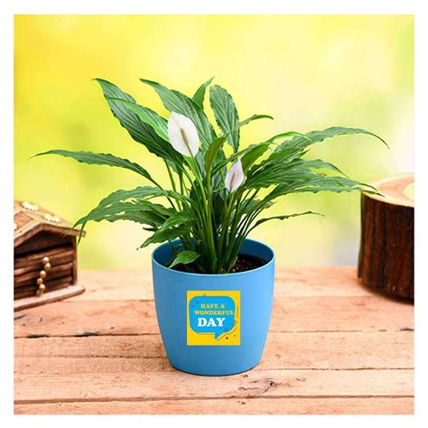 Peace Lily Air Purifier Plant | Low Maintenance Indoor Plant – Chirukaanuka