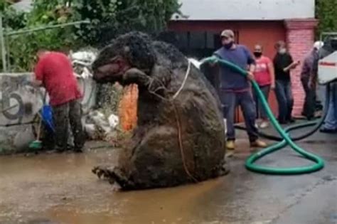 ‘Giant rat’ found on the sewers, terrifies neighbors - The Filipino Times