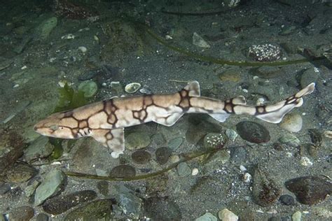 Chain catshark - Alchetron, The Free Social Encyclopedia