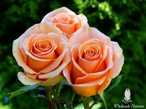 25 LAVENDER & 25 PEACH ROSES | Rosanti Flowers