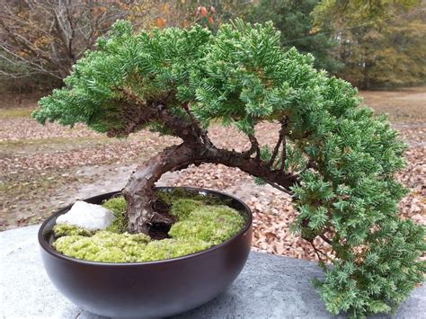 RP: Japanese Dwarf Juniper - ebay.com | Bonsai care, Japanese bonsai ...