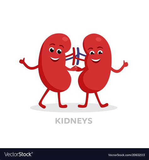 kidney cartoons clip art 10 free Cliparts | Download images on Clipground 2024