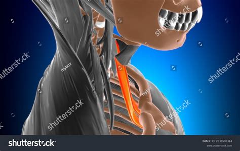 Sternothyroid Muscle Anatomy Medical Concept 3d Stock Illustration ...