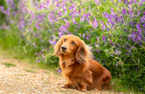 10 Best Hound Breeds for Following a Scent