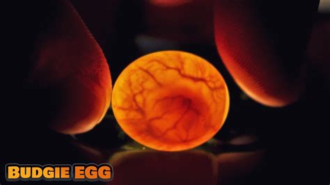 Budgie Eggs Fertile? Budgie Egg Candling 🐣 7 Eggs! - YouTube