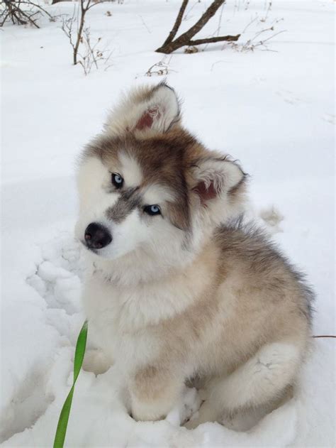 Alaskan Malamute, Siberian Husky, and wolf hybrid. Three and a half ...