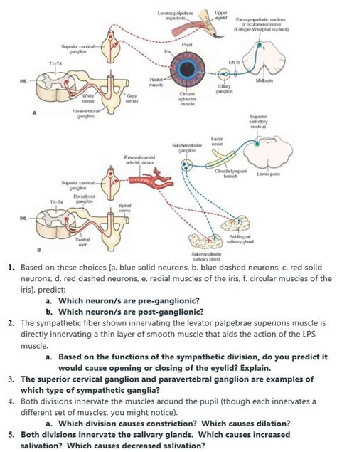 Solved 1. Based on these choices [a. blue solid neurons, b. | Chegg.com