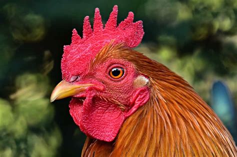 Chicken Sneezing: Identify, Causes, Treatment & Prevention