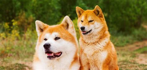 Akita vs Shiba Inu - Which Native Japanese Dog Is The Best?