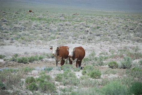 Open Range Cattle | We passed quite a few groups of cattle o… | Flickr