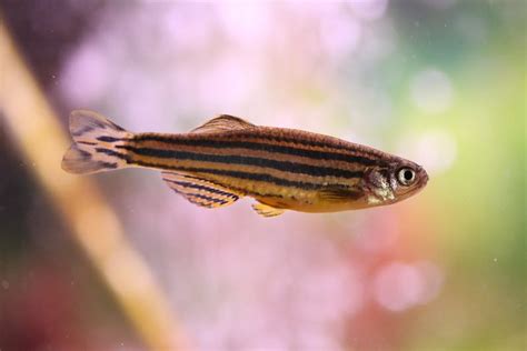 The Ultimate Zebra Danio Care Guide: Lifespan, Tankmates, and More!