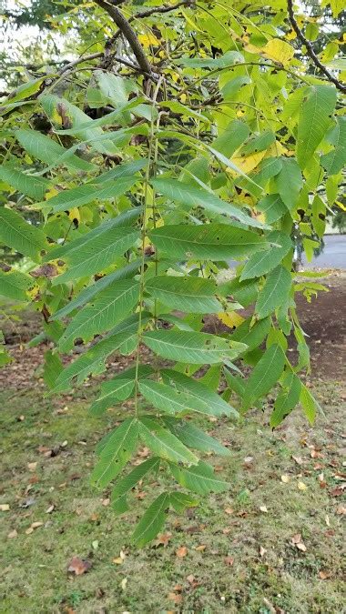 Black Walnut Tree – Facts, Identification, Grow and Care – Growit Buildit