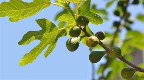 معلومات عن شجرة التين - موقع معلومات