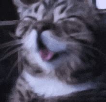 Cat Hehe Cat GIF - Cat Hehe Cat Not Hehe - Discover & Share GIFs