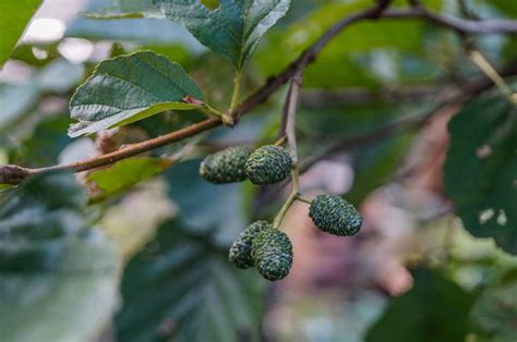 16 Medicinal Trees for Your Herbal Medicine Chest