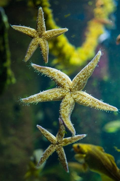 Starfish hanging to aquarium glass wall - Creative Commons Bilder