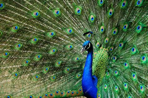 Free Photo | Closeup beautiful shot of a peacock with its tail open