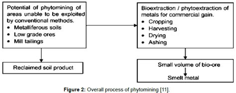 Post-Harvest Management of Phytoremediation Technology