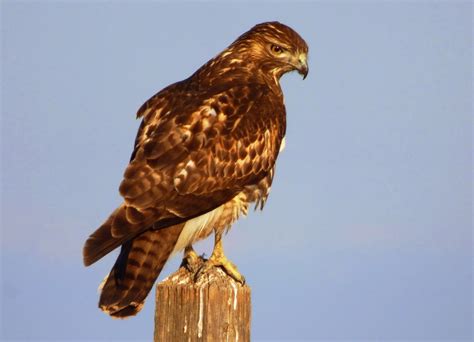 Geotripper's California Birds: Bird of the Day: Red-tailed Hawk at the ...