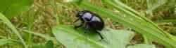 10 Interesting Dung Beetle Facts That You Need To Know