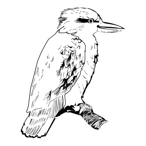 kookaburra colour in printables - Google Search | Australian colours, Art, Humanoid sketch