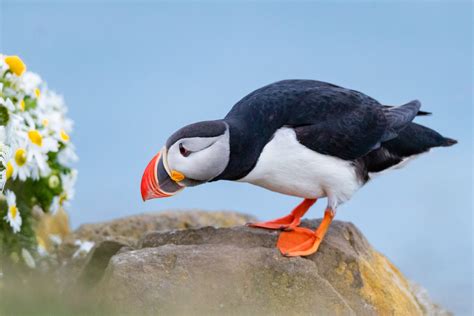 2025 Puffins On The Fly, Iceland - Van Os Photo Safaris