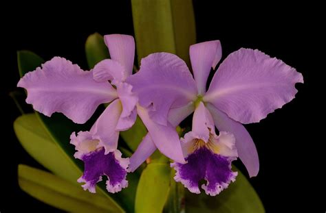 Cattleya labiata coerulea | Cattleya orchid, Cattleya, Beautiful orchids