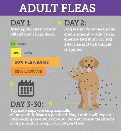 How To Treat Flea Eggs On Dogs