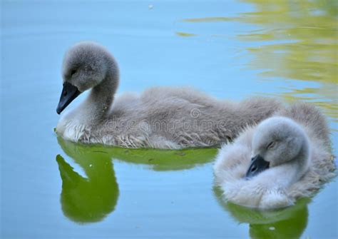 A Swan with Babies are Swimming in the City Lake. Stock Photo - Image ...