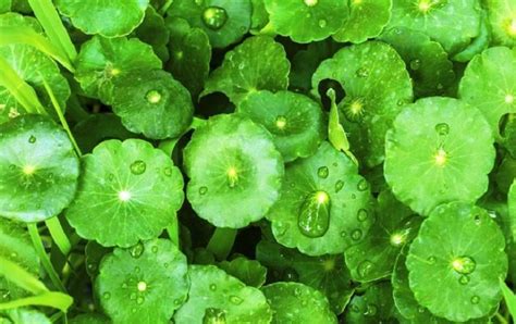 Where to buy Centella Asiatica Extract, Gotu Kola Extract manufacturer &suppliers