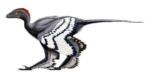 The Anchiornis Looked Like A Chicken And May Have Been Able To Fly