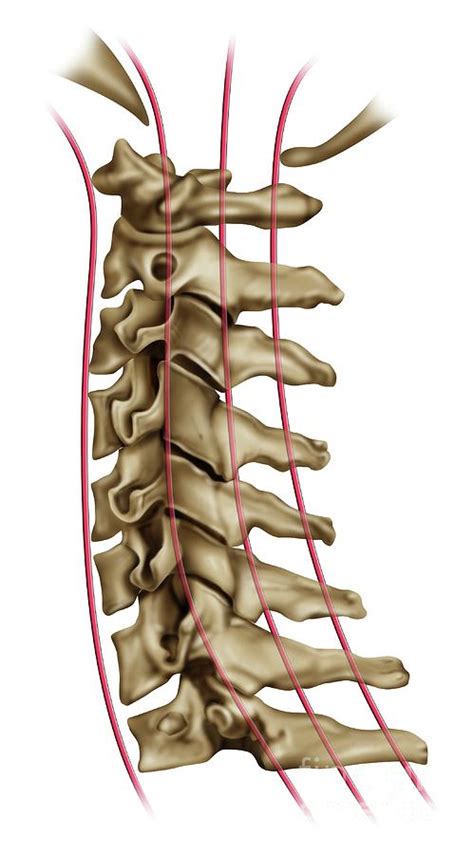 Cervical Spine Anatomy Photograph by Maurizio De Angelis/science Photo Library - Pixels