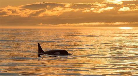 Whale Watching at Sunset in Semi Covered Boat - Whale Guarantee ...