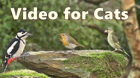 Birds for Cats to Watch ~ Bird Sounds Delight - YouTube