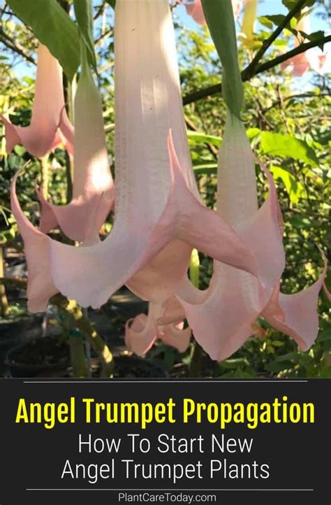 Propagating Angel Trumpets: How To Start New Brugmansia Plants