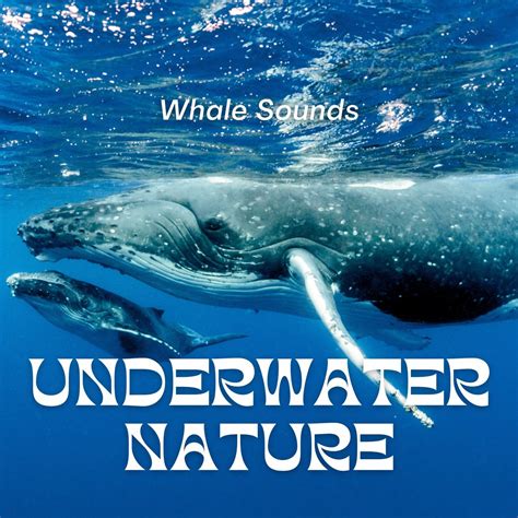 ‎Whale Sounds Underwater Nature by Water Soundscapes, Echoes Of Nature ...