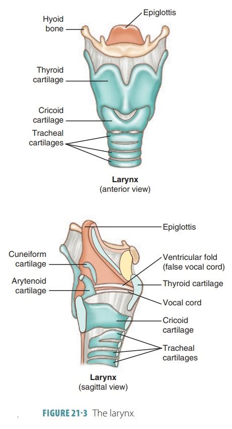 Cartilages Of The Larynx Model