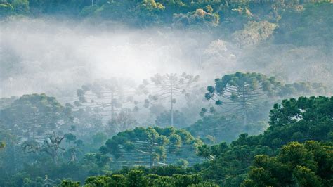 Bing image: An historic forest - Bing Wallpaper Gallery