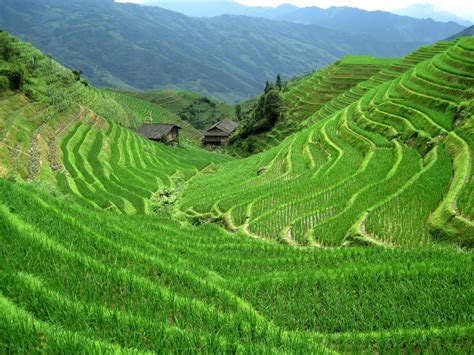 Agricultural Geography - Japan