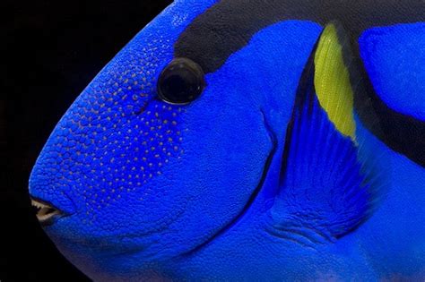 Majestic Blue - Regal Tang | Tropical fish, Fish pet, Exotic pets