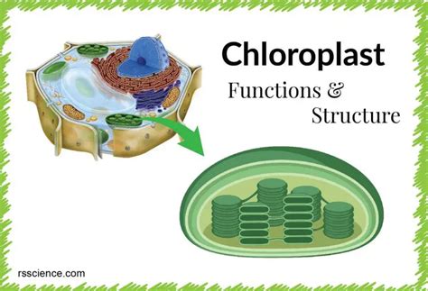 Chloroplast Function and Structure - Solar Panels - Rs' Science