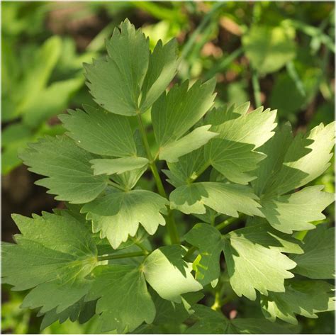 Amazon.com : 500 Seeds, Lovage Herb (Levisticum officinale) Seeds by Seed Needs : Herb Plants ...