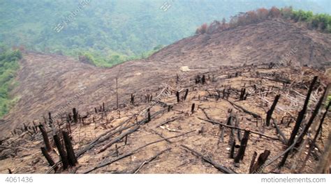 Deforestation, After Forest Fire, Natural Disaster Stock video footage | 4061436