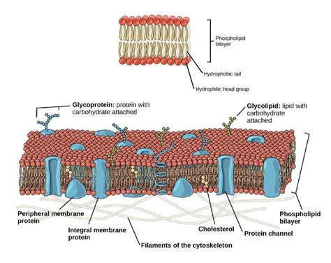 Fluid Mosaic Model Cholesterol